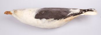 Media type: image;   Ornithology 250167